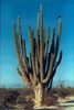 Cactus Cardon